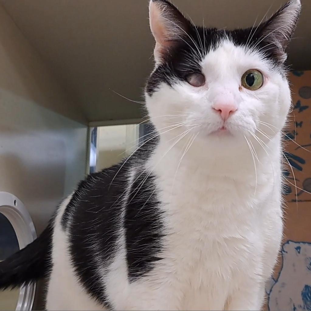 Pazu (Chow Hound Standale), Adoptable, Senior Female Domestic Short Hair.