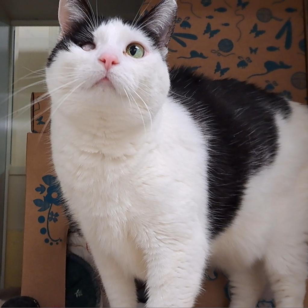 Enlarge Pazu (Chow Hound Standale), a Adoptable Domestic Short Hair in West Olive, MI image 2/4
