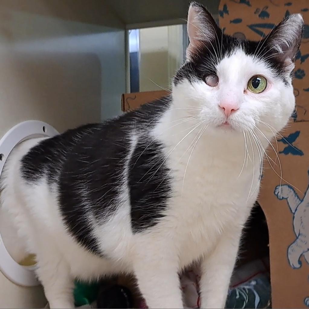 Enlarge Pazu (Chow Hound Standale), a Adoptable Domestic Short Hair in West Olive, MI image 3/4