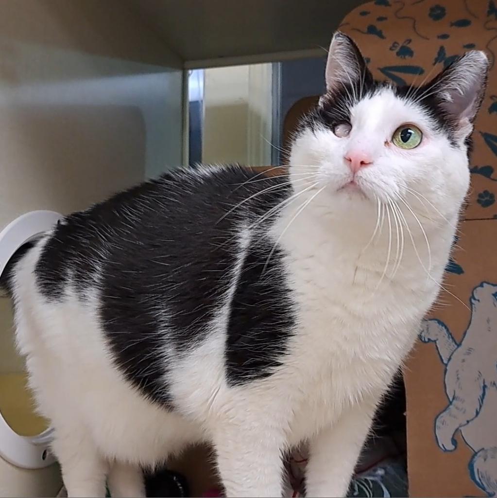 Enlarge Pazu (Chow Hound Standale), a Adoptable Domestic Short Hair in West Olive, MI image 4/4