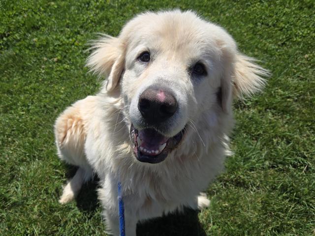 Enlarge OTIS, a Adoptable Great Pyrenees in Auburn, CA image 1/1
