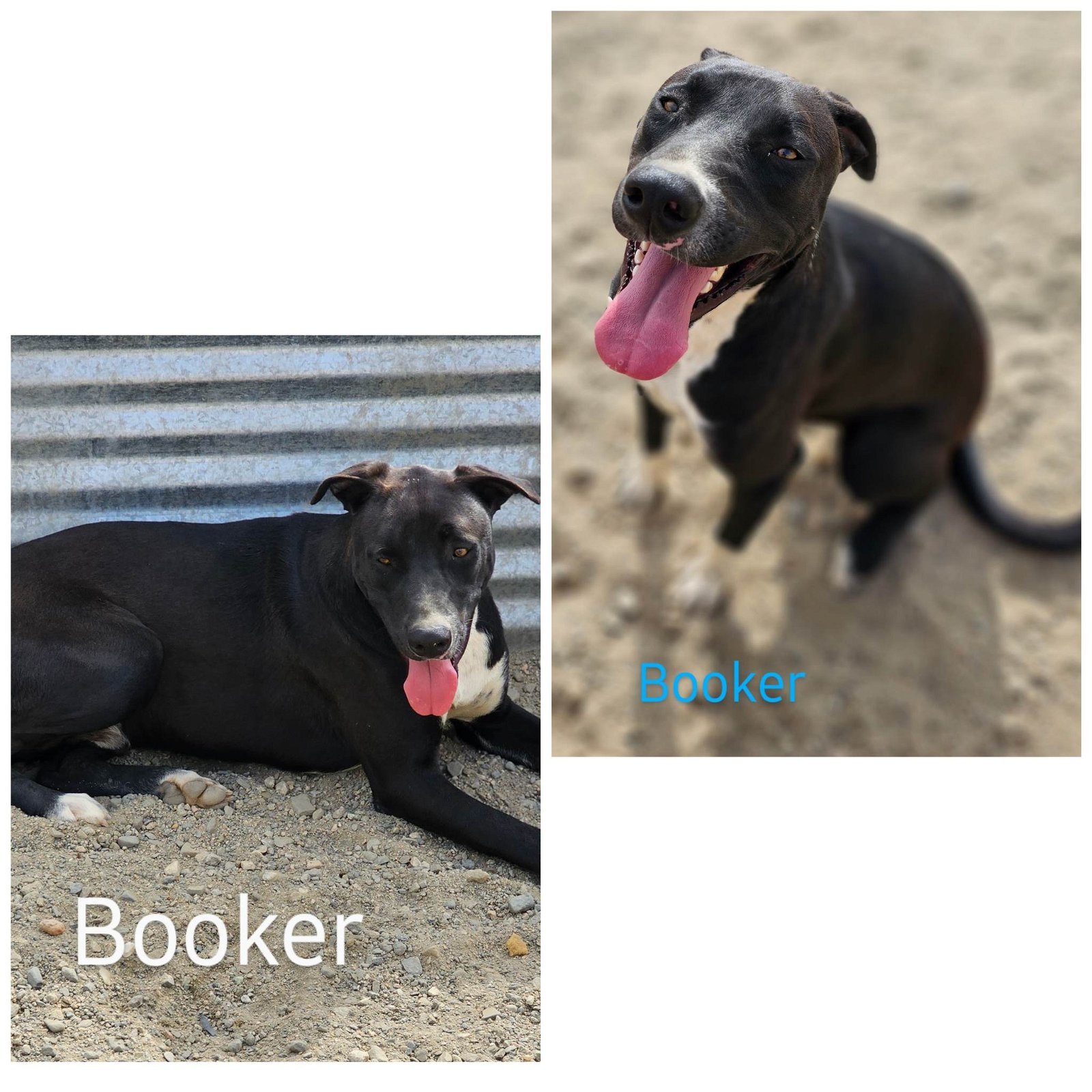 Booker, Adult Male Pit Bull Terrier