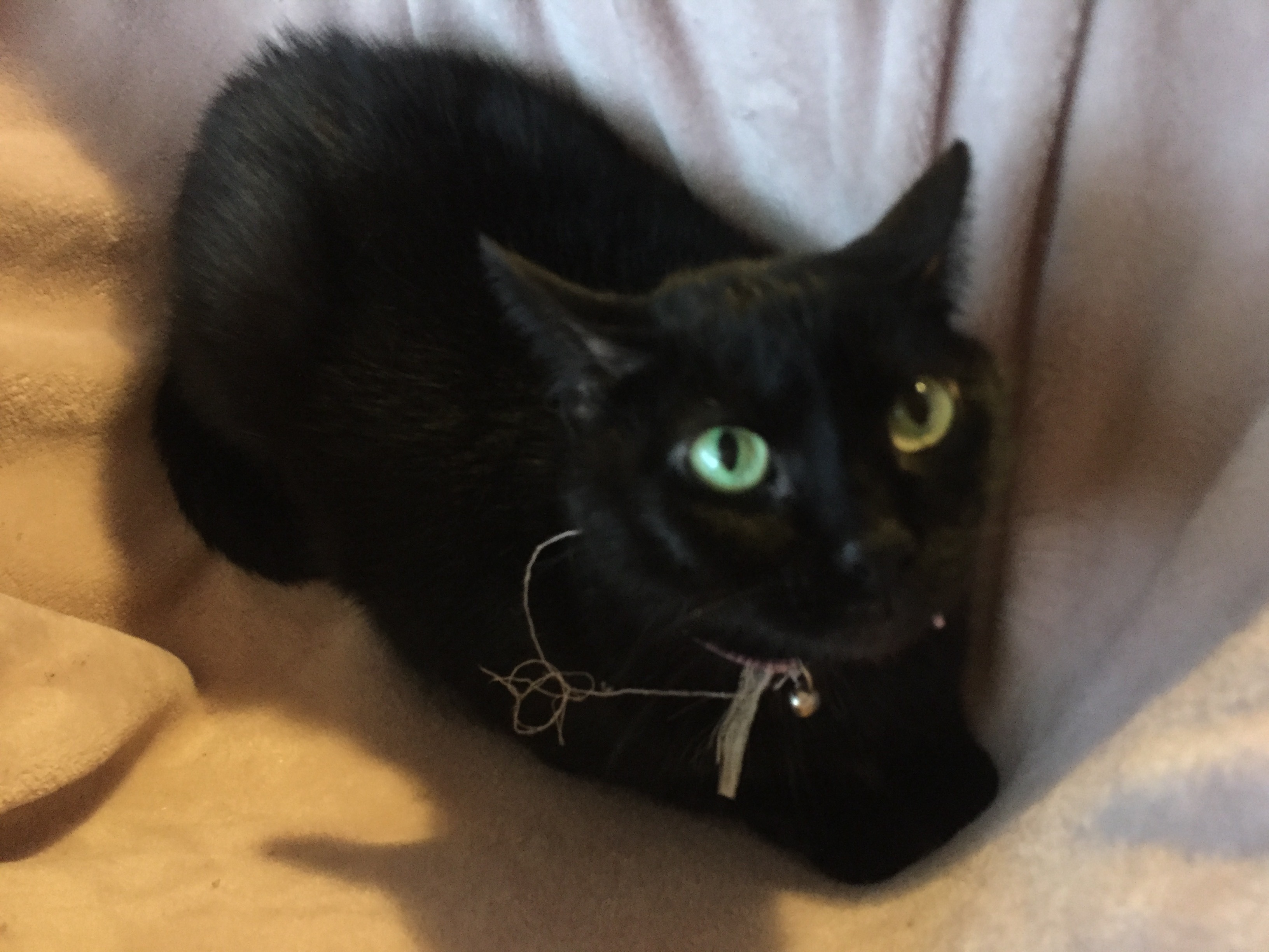 Baby , a Adoptable Domestic Short Hair in Olean , NY image 2/4