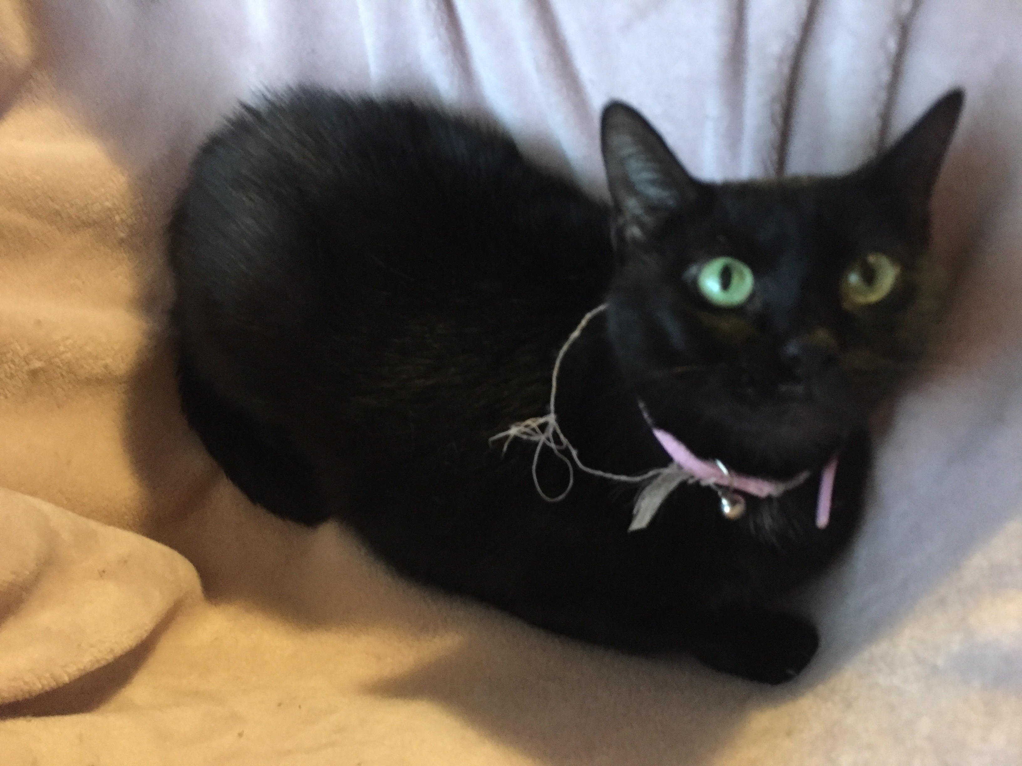 Baby , a Adoptable Domestic Short Hair in Olean , NY image 3/4