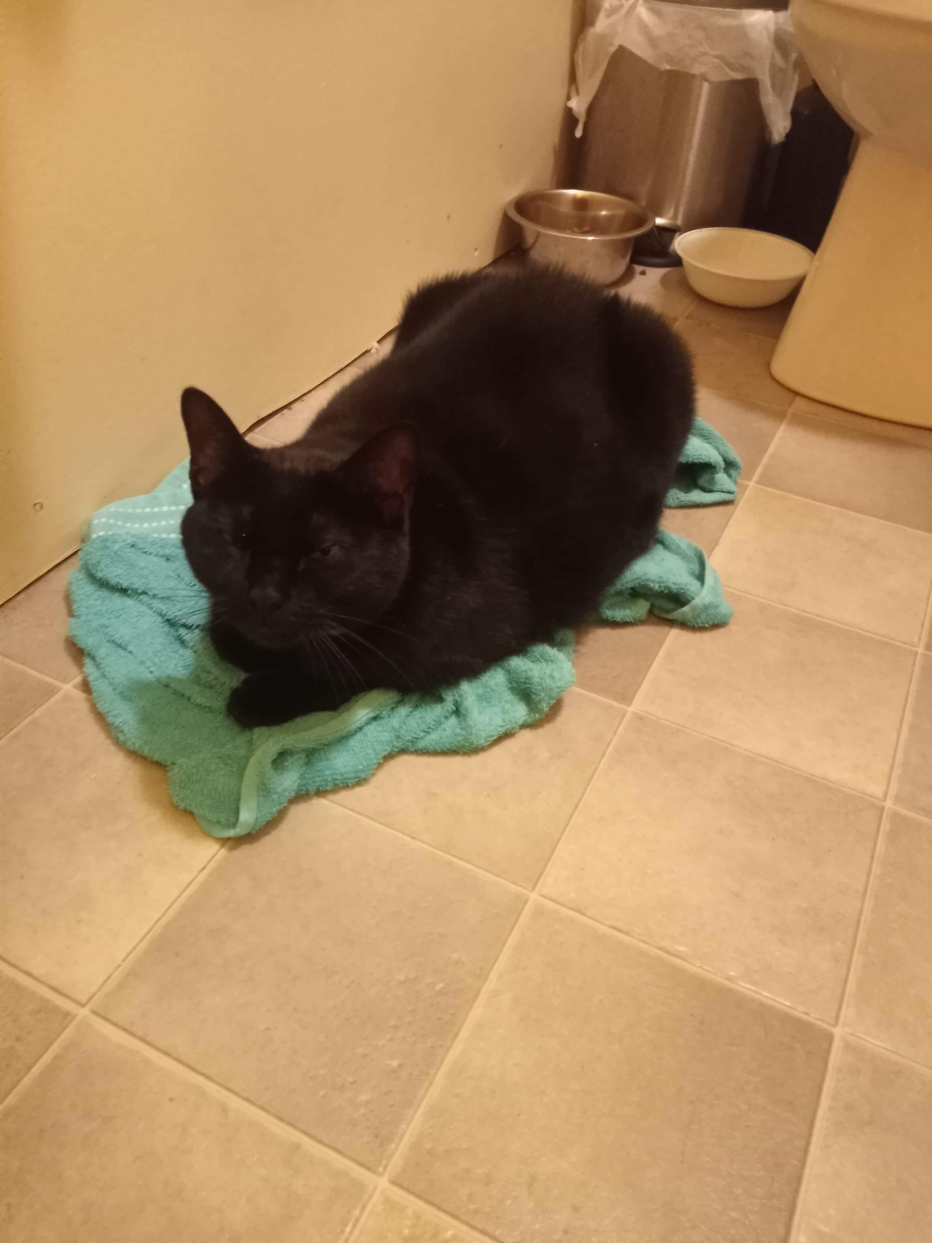 Baby , a Adoptable Domestic Short Hair in Olean , NY image 4/4