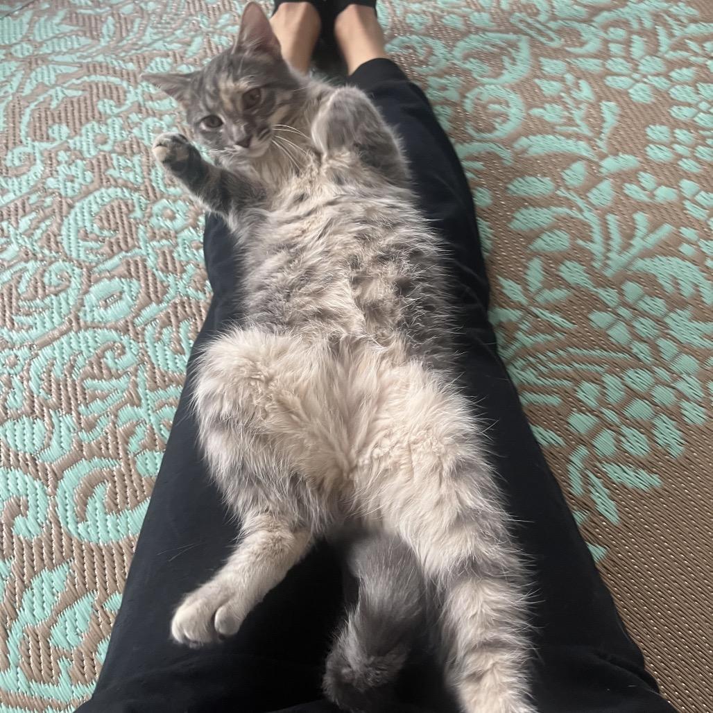 Sharona (Dash), Adoptable, Young Female Domestic Medium Hair.