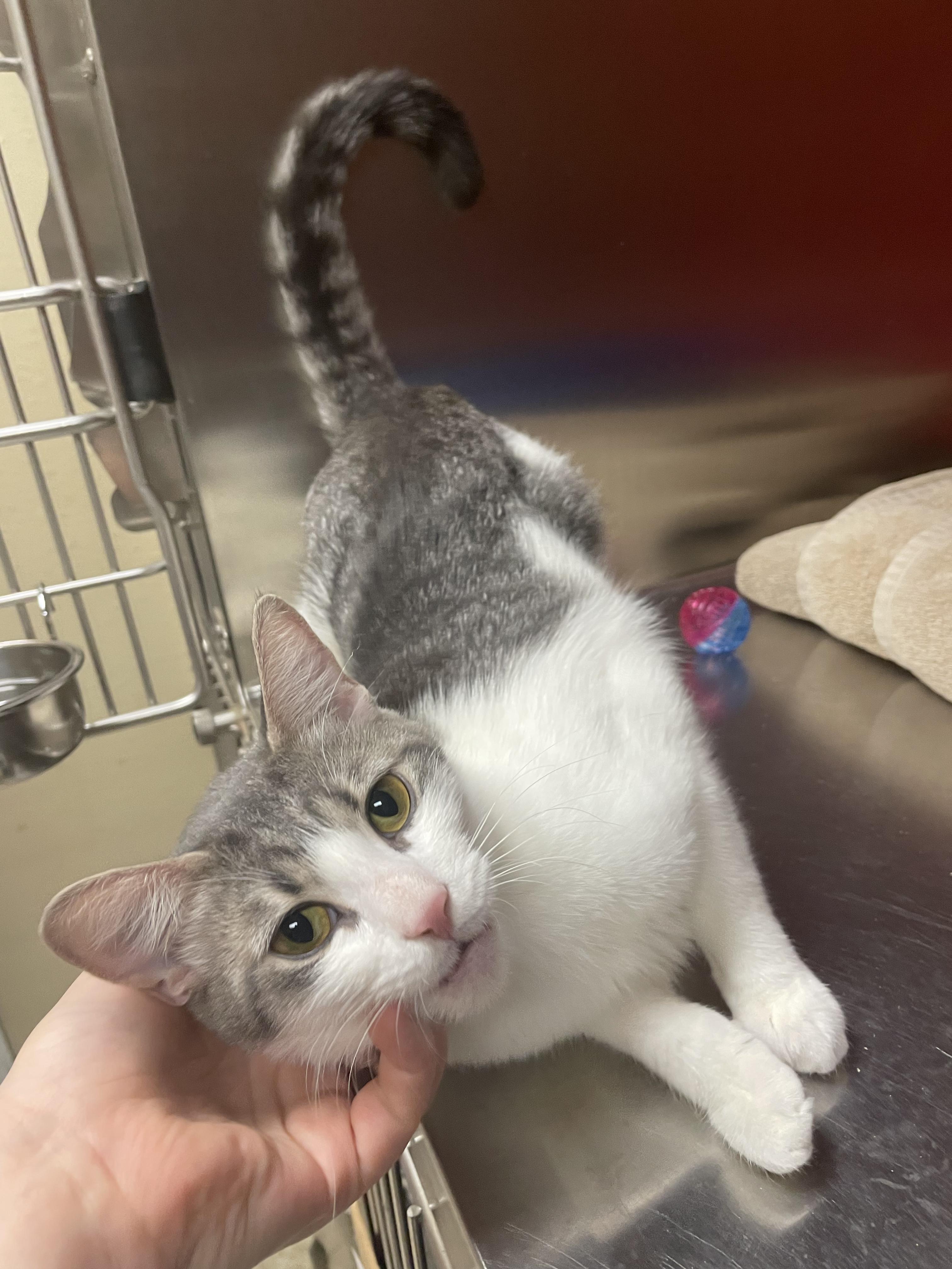 Enlarge Serafina, an adopted Domestic Short Hair in Cambridge, MA image 2/2