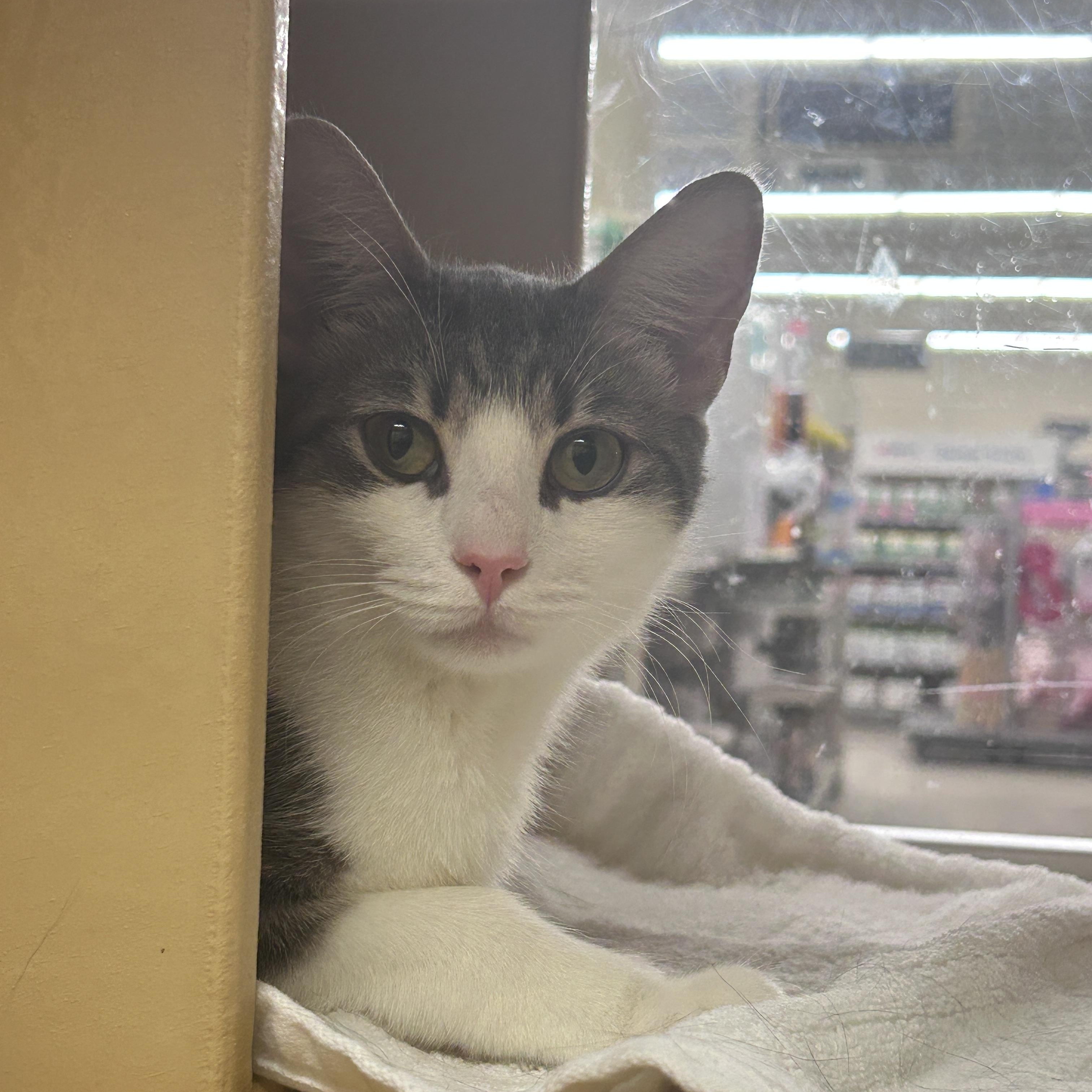 Enlarge Serafina, an adopted Domestic Short Hair in Cambridge, MA image 1/2