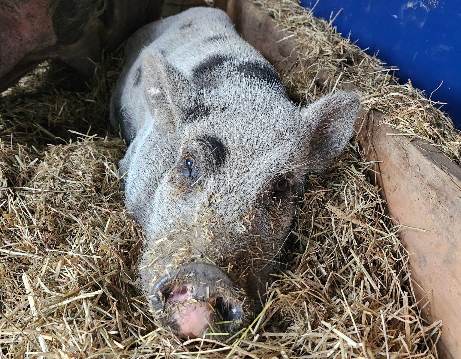 Penelope, Adoptable, Senior Female Pot Bellied.