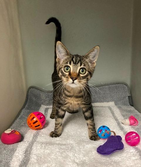 Enlarge Baby Brooks, a Adoptable Domestic Short Hair in Genoa, IL image 1/1