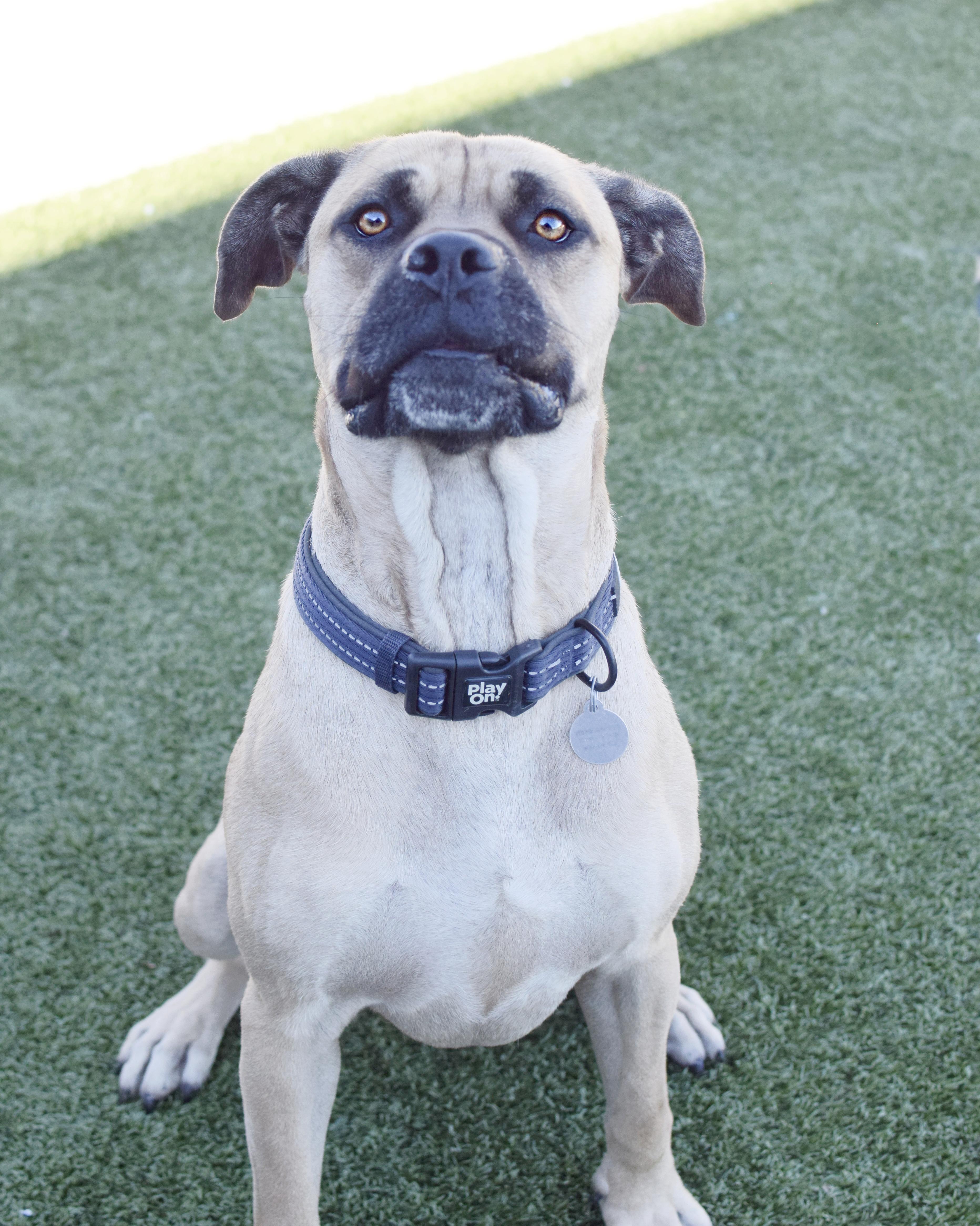 Zoel, Adoptable, Adult Male Bullmastiff.