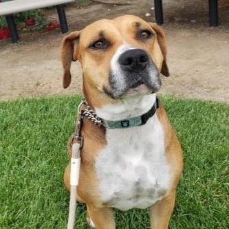 NAOMIDA, a Adoptable mixed breed in Murrieta, CA image 1/6