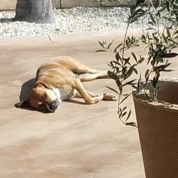 NAOMIDA, a Adoptable mixed breed in Murrieta, CA image 4/6