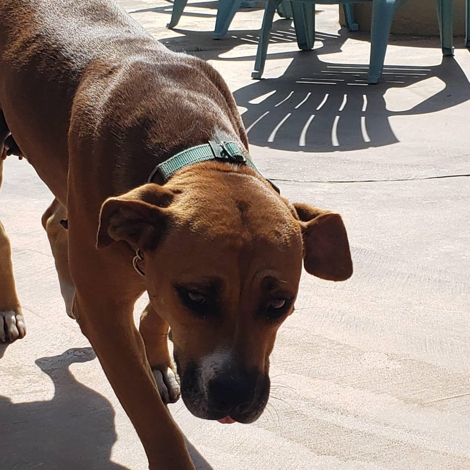 NAOMIDA, a Adoptable mixed breed in Murrieta, CA image 5/6