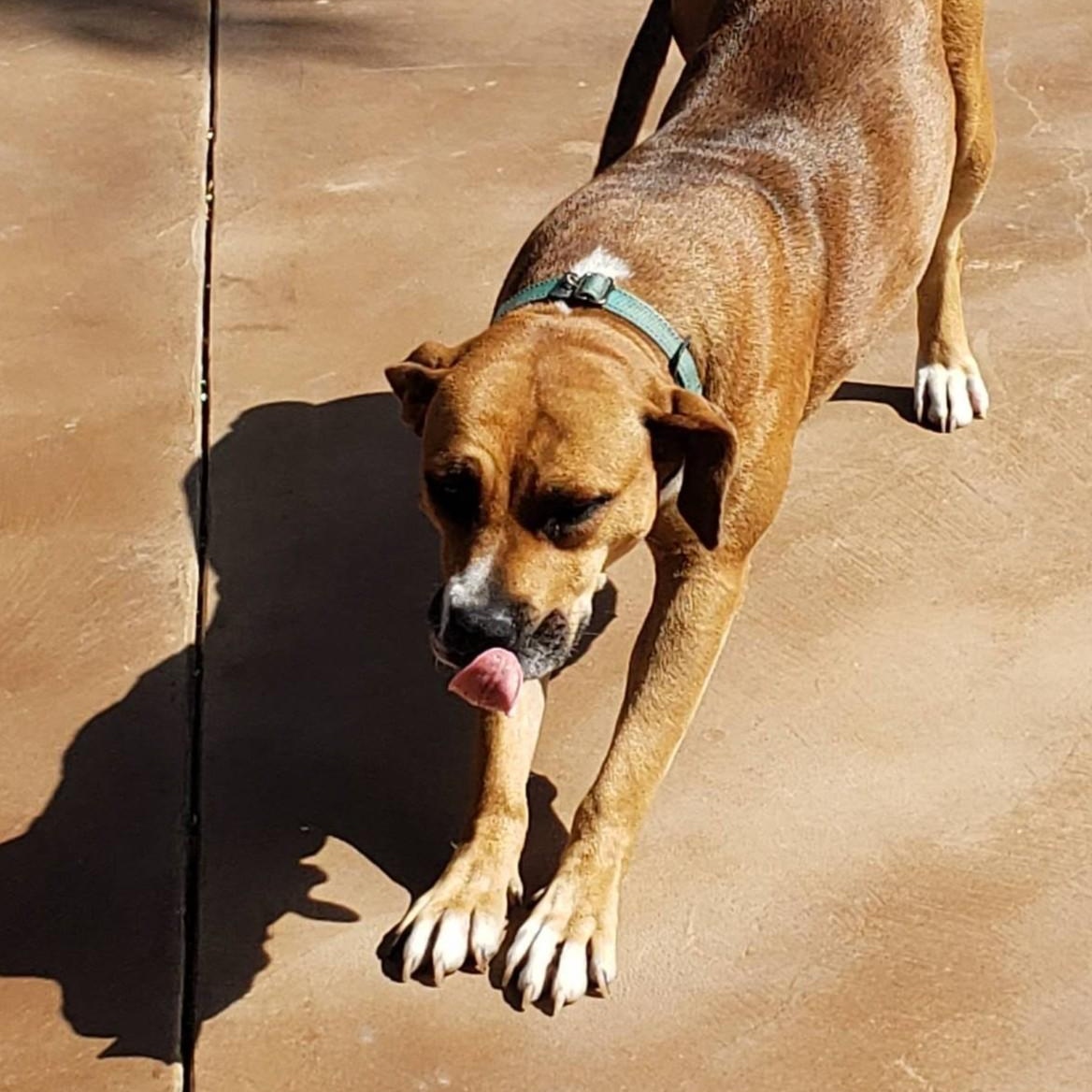 NAOMIDA, a Adoptable mixed breed in Murrieta, CA image 2/6