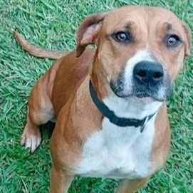 NAOMIDA, a Adoptable mixed breed in Murrieta, CA image 3/6