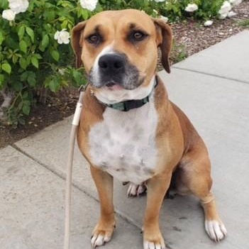 NAOMIDA, a Adoptable mixed breed in Murrieta, CA image 6/6