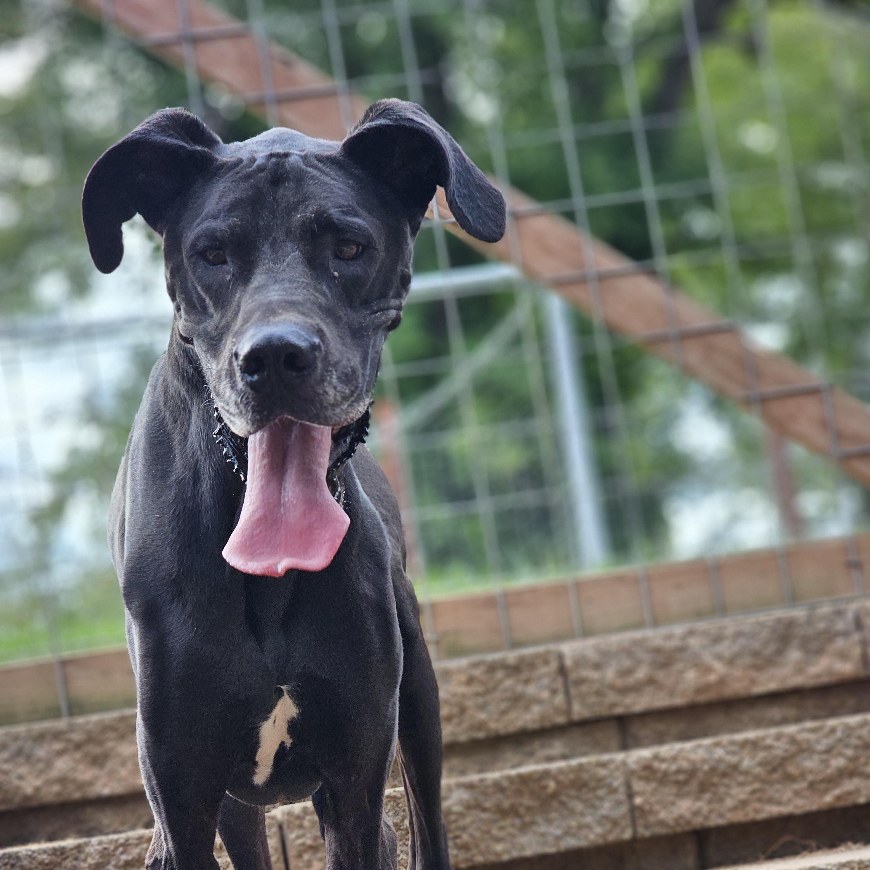Enlarge Domino, a Adopted Great Dane in O Fallon, IL image 3/5