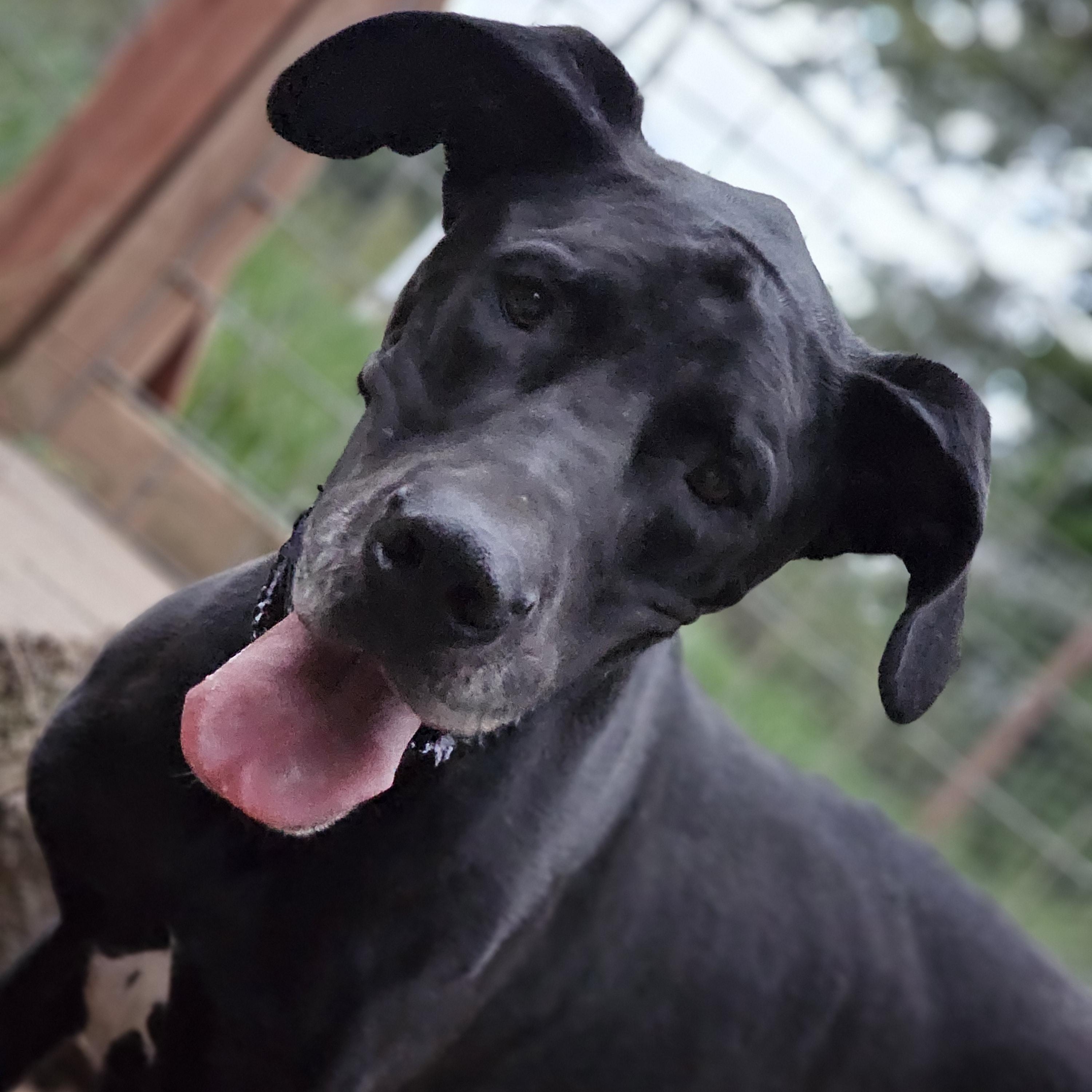 Domino, Adopted, Adult Male Great Dane.