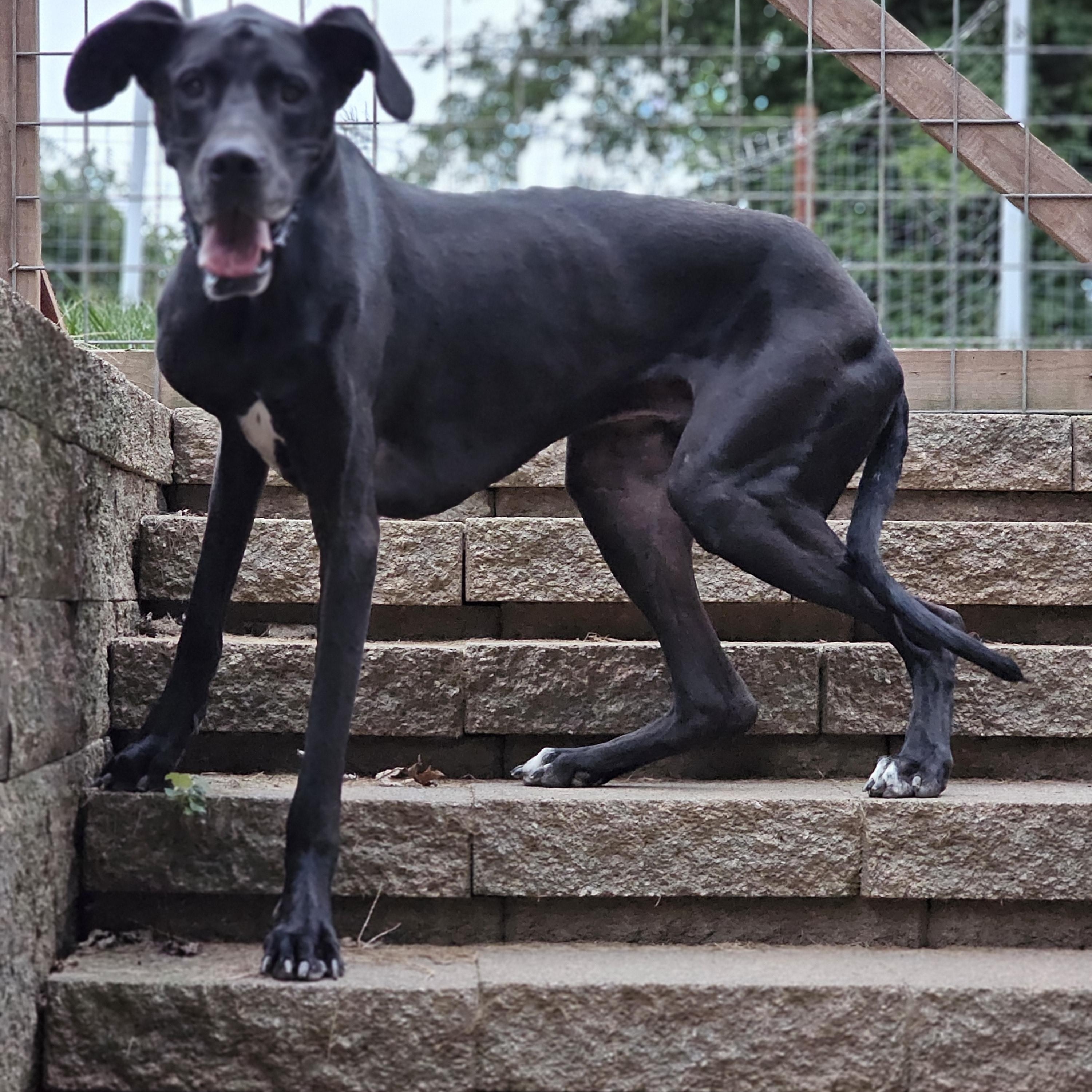 Enlarge Domino, a Adopted Great Dane in O Fallon, IL image 5/5