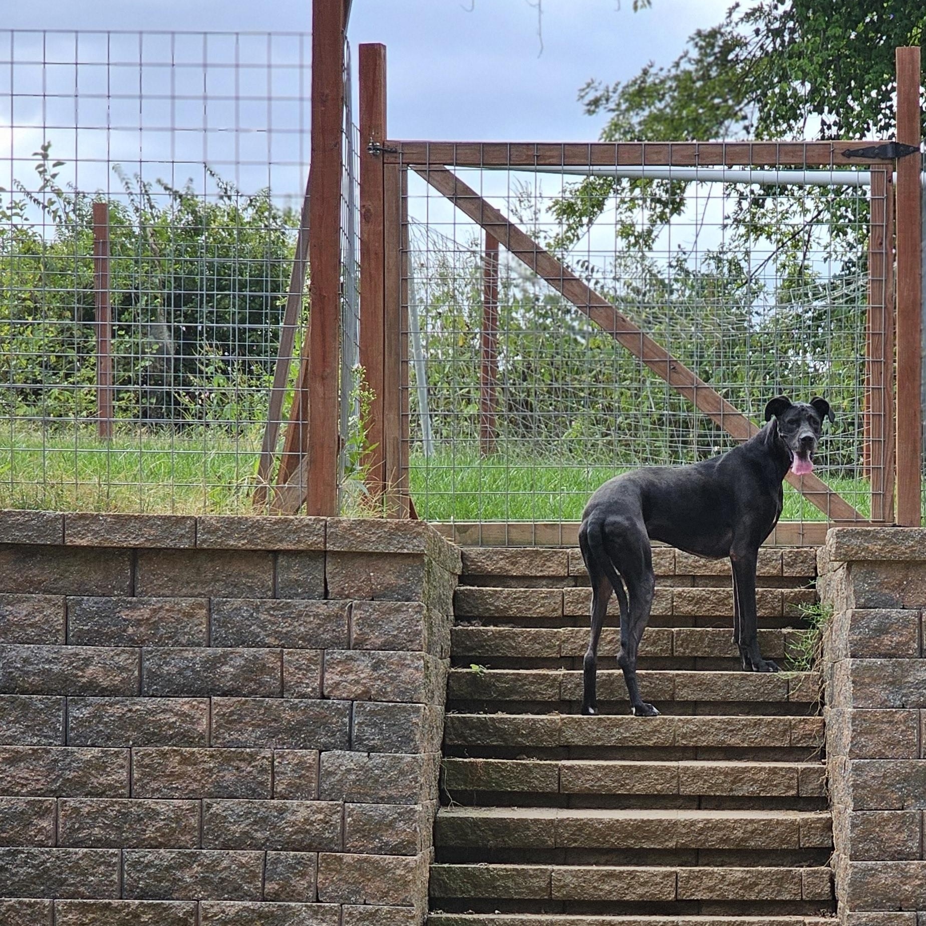 Enlarge Domino, a Adopted Great Dane in O Fallon, IL image 4/5