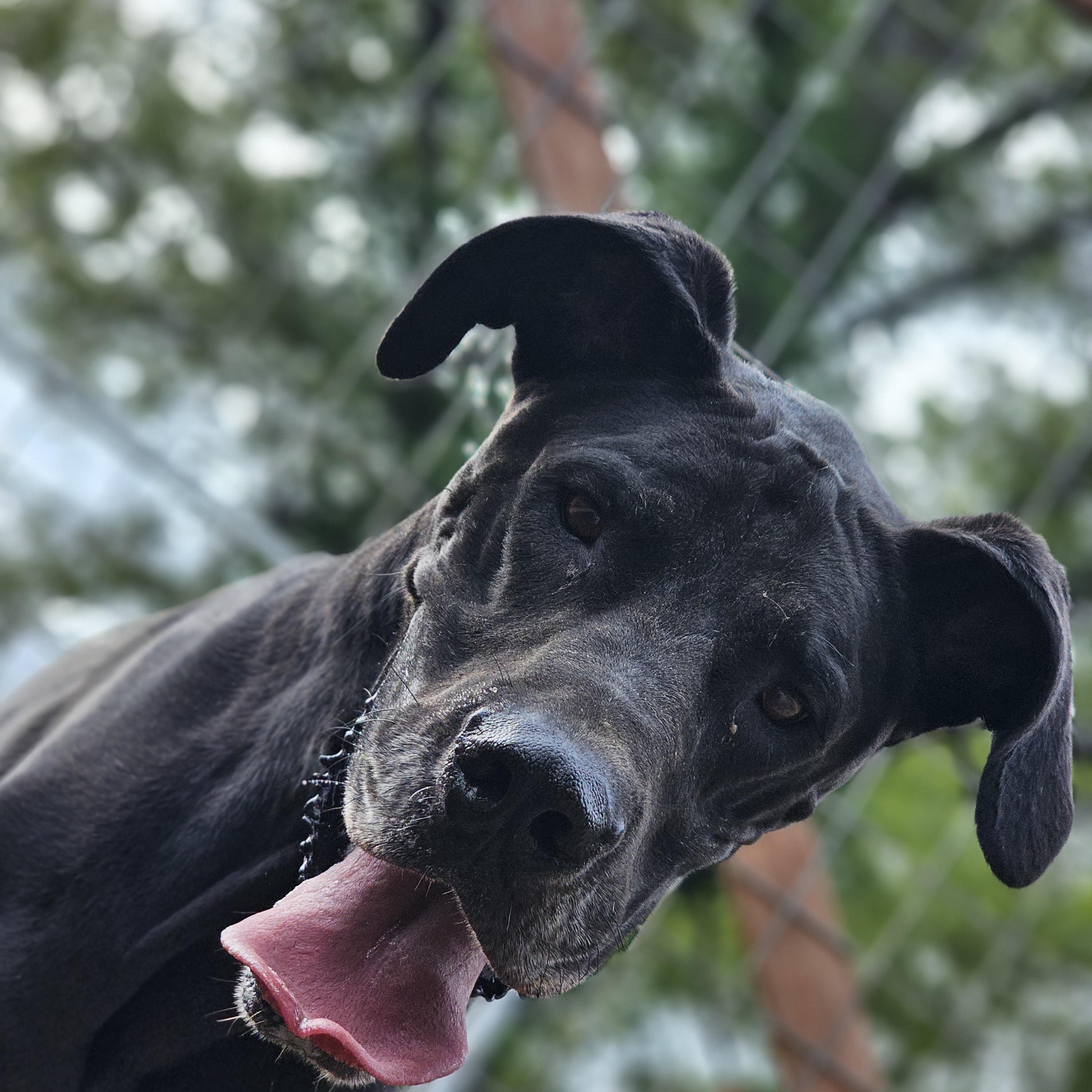 Enlarge Domino, a Adopted Great Dane in O Fallon, IL image 2/5