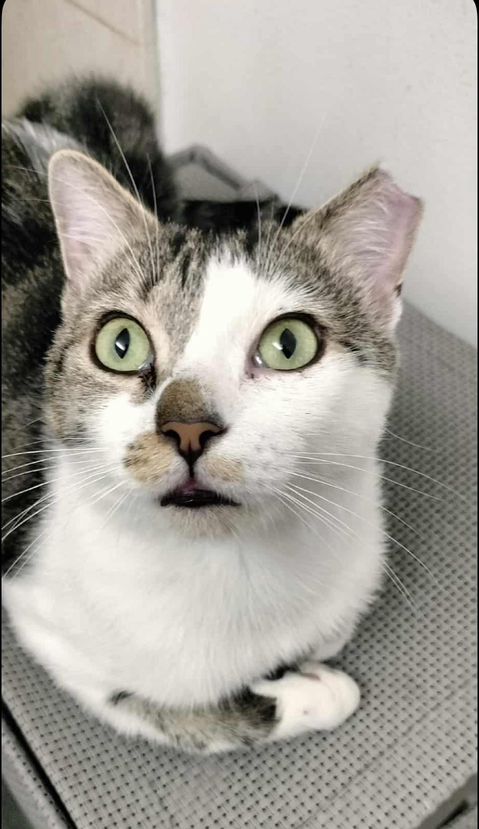 Enlarge Toonces, a Adoptable Domestic Short Hair in New York , NY image 2/6