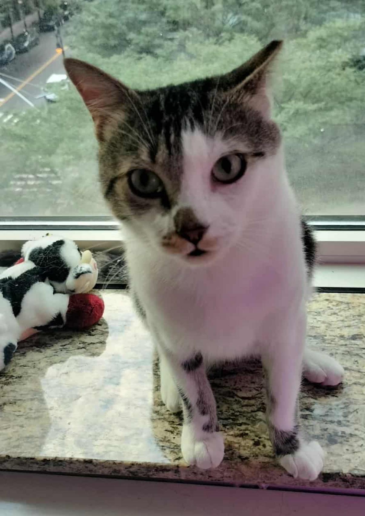 Toonces, Adoptable, Young Male Domestic Short Hair.