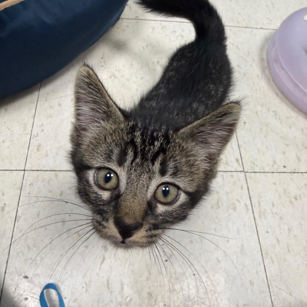 Edgar, Adoptable, Kitten Male Domestic Short Hair.