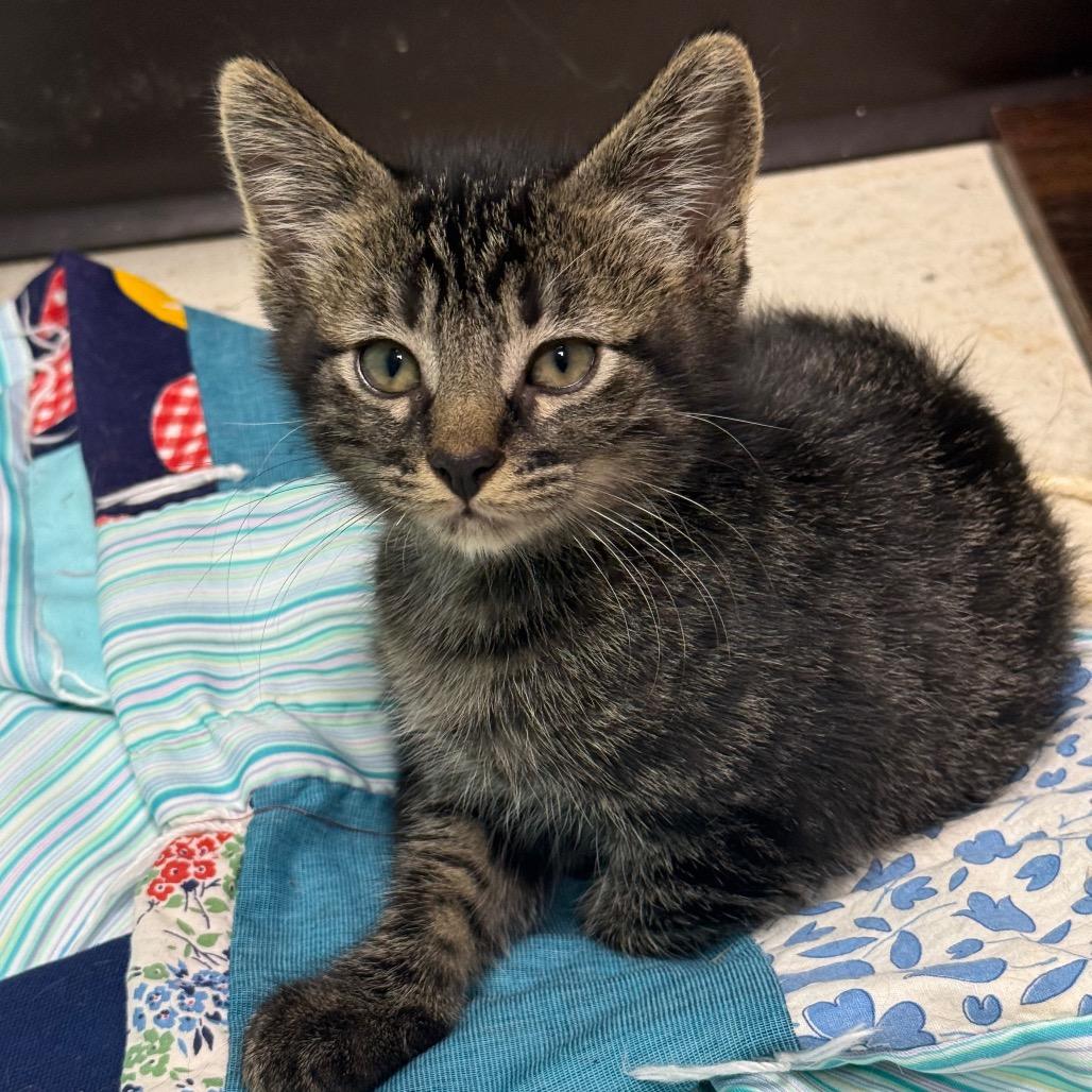 Enlarge Edgar, a Adoptable Domestic Short Hair in Chariton, IA image 2/6