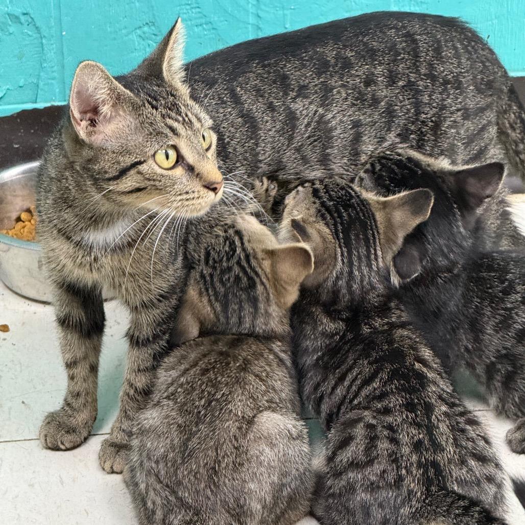 Enlarge Edgar, a Adoptable Domestic Short Hair in Chariton, IA image 3/6