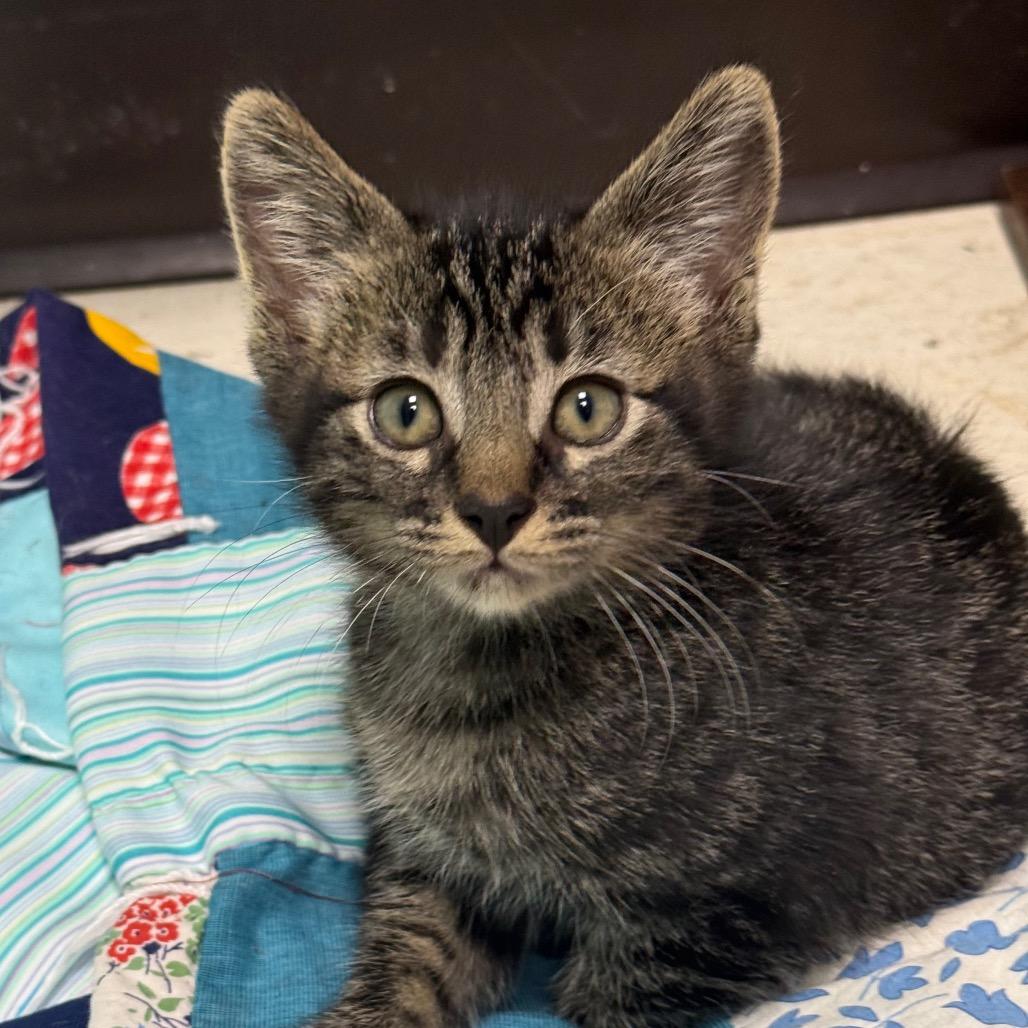 Enlarge Edgar, a Adoptable Domestic Short Hair in Chariton, IA image 4/6