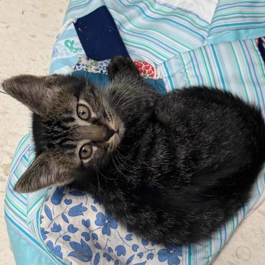 Enlarge Edgar, a Adoptable Domestic Short Hair in Chariton, IA image 5/6
