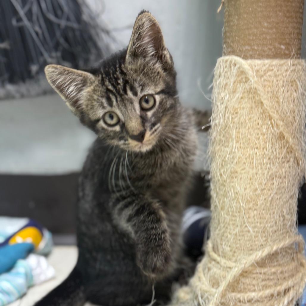 Enlarge Edgar, a Adoptable Domestic Short Hair in Chariton, IA image 6/6