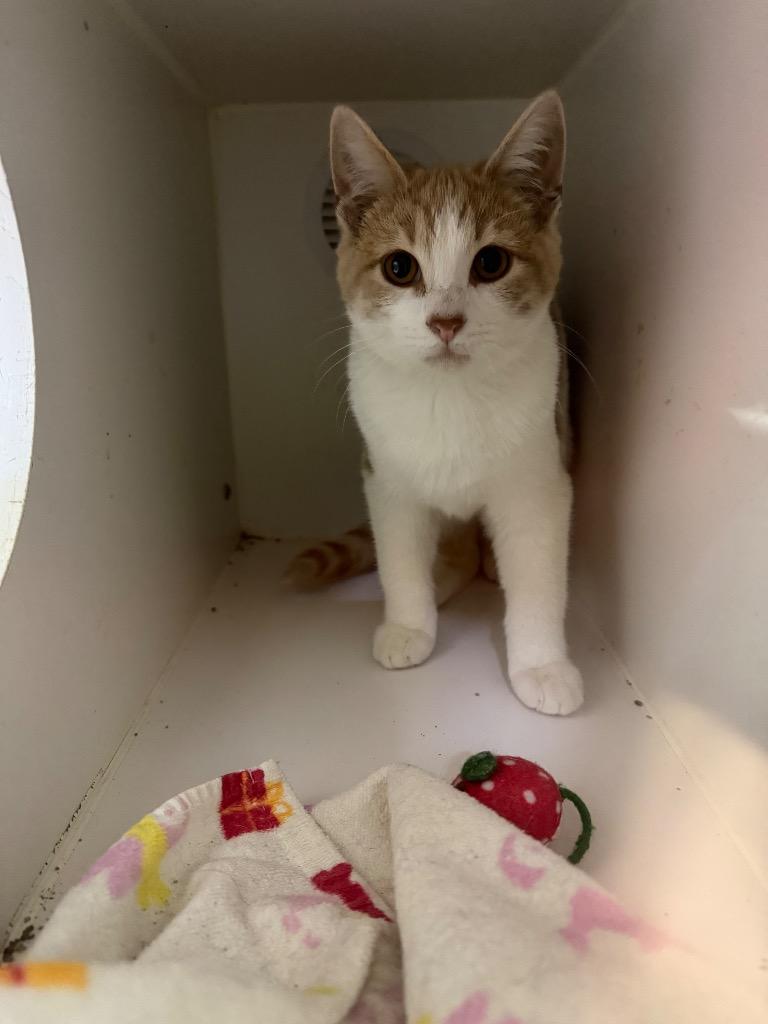 Carrot, Adoptable, Young Male Domestic Short Hair.