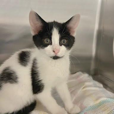Cinderella, Adoptable, Kitten Female Domestic Short Hair.