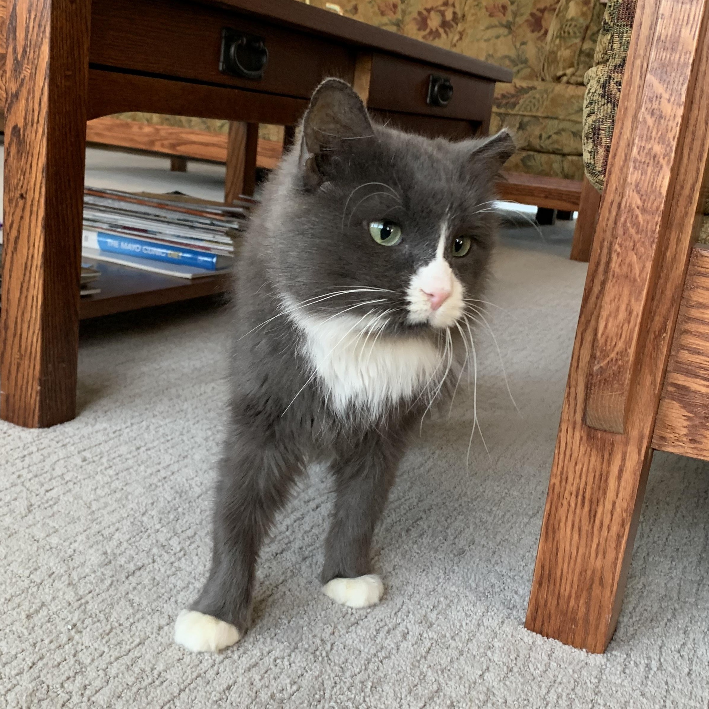 Enlarge Arnie, a Adoptable Domestic Medium Hair in Stockholm, WI image 6/6