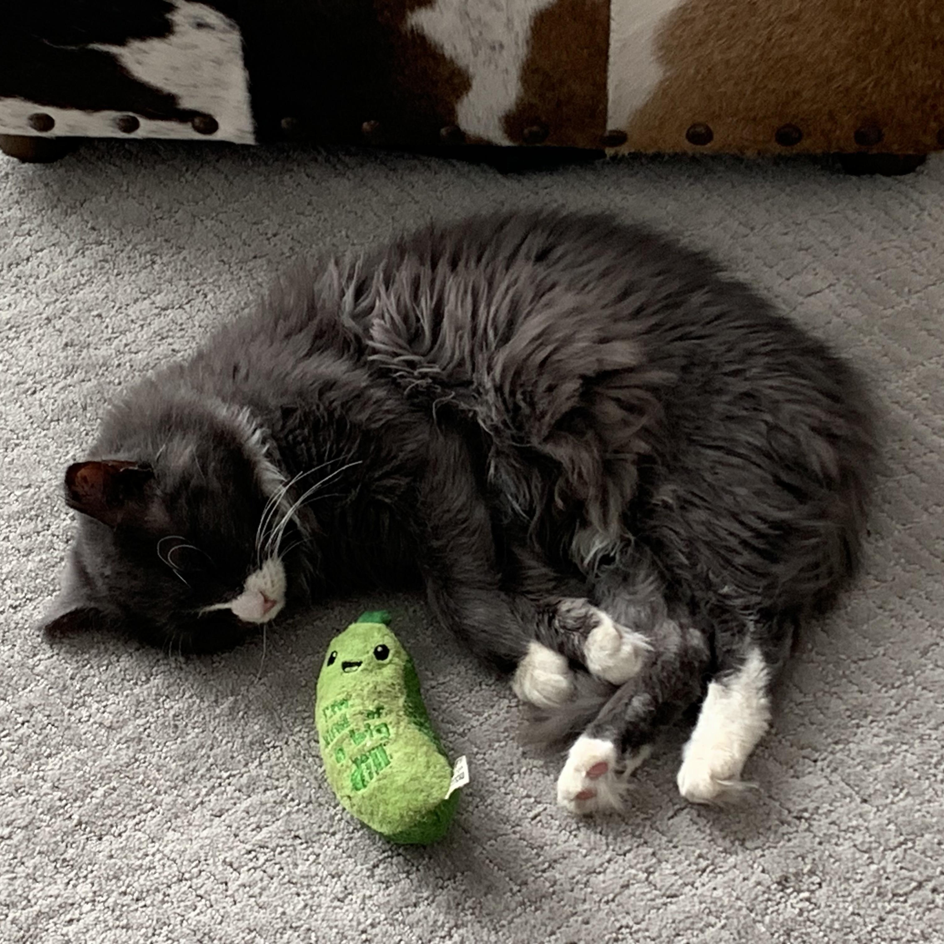 Enlarge Arnie, a Adoptable Domestic Medium Hair in Stockholm, WI image 4/6