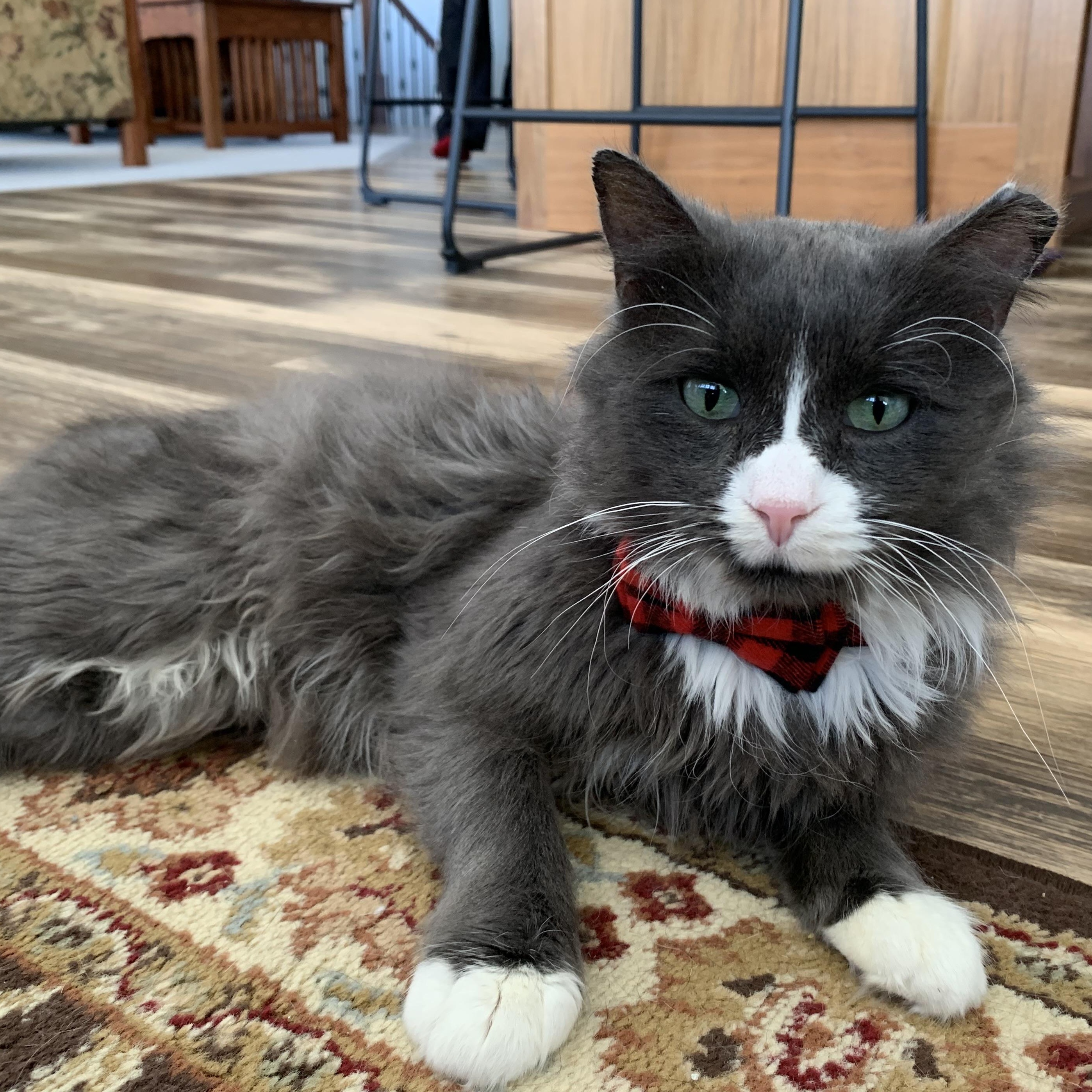 Enlarge Arnie, a Adoptable Domestic Medium Hair in Stockholm, WI image 1/6