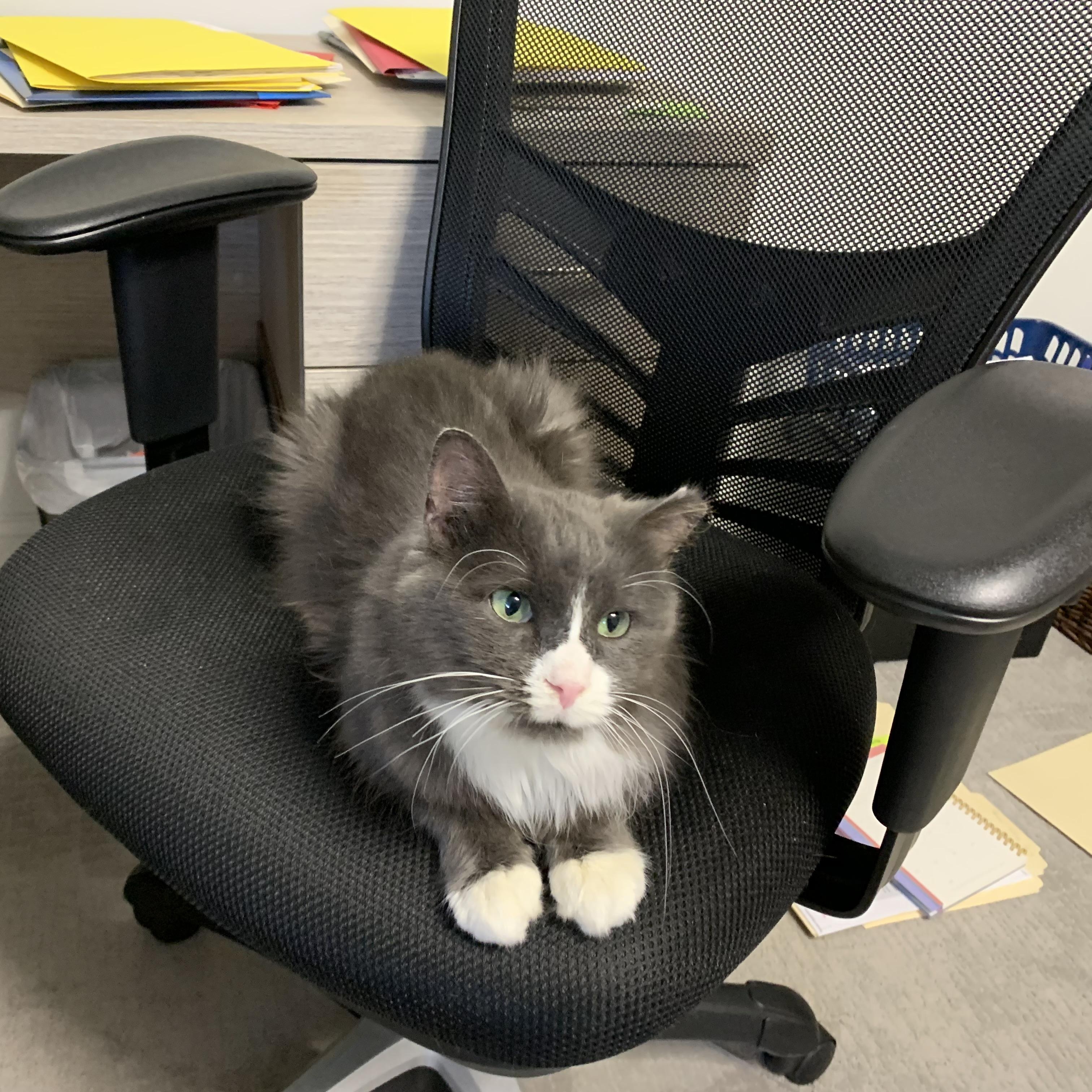 Enlarge Arnie, a Adoptable Domestic Medium Hair in Stockholm, WI image 3/6