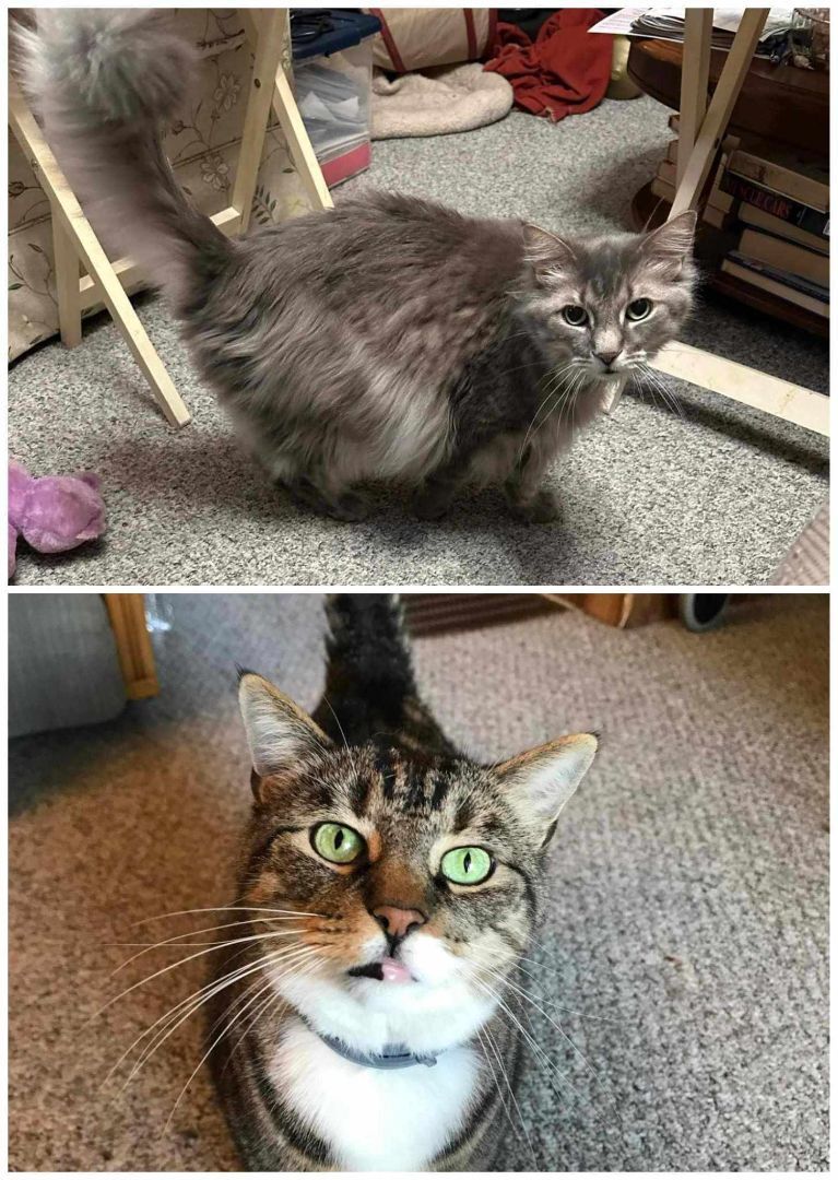 SLATER & SYLVESTER, a Adoptable Domestic Long Hair in Heath, OH image 1/4