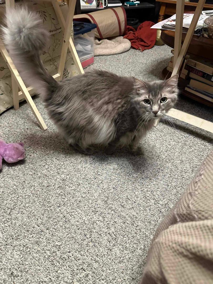 SLATER & SYLVESTER, a Adoptable Domestic Long Hair in Heath, OH image 2/4