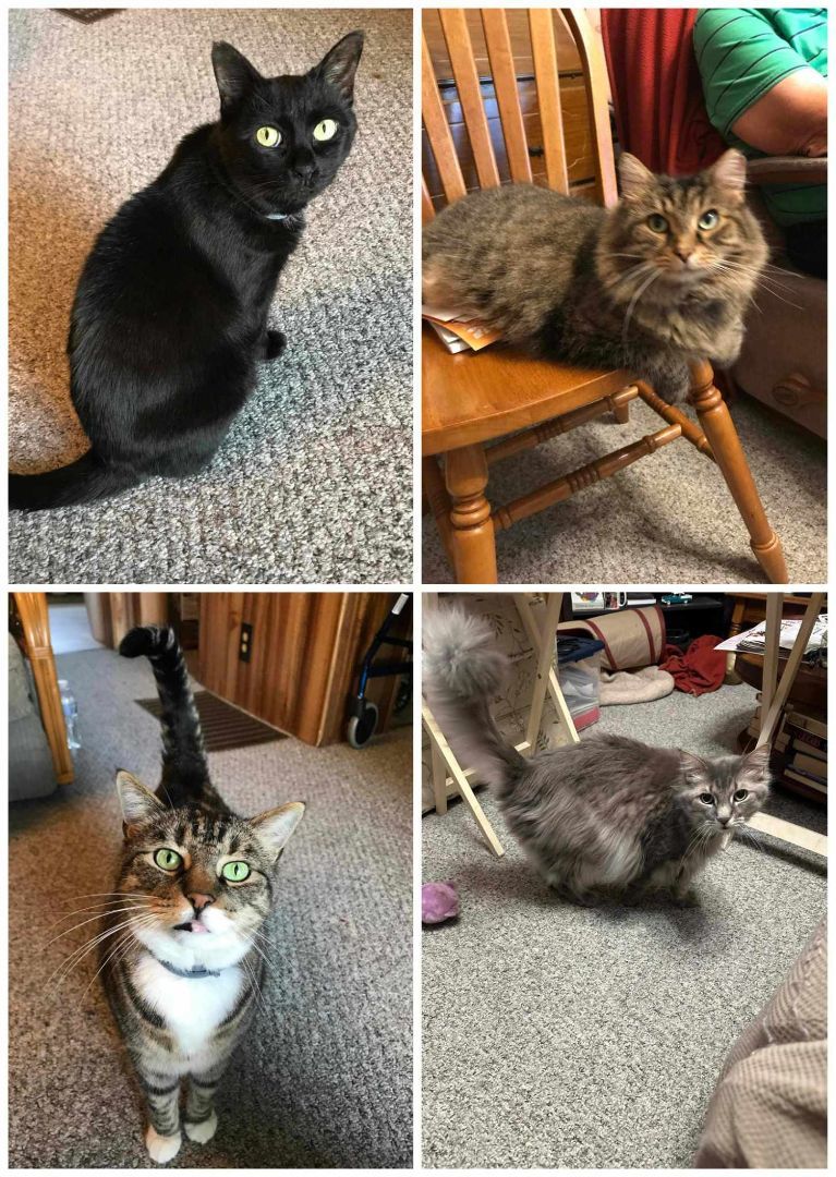 SLATER & SYLVESTER, a Adoptable Domestic Long Hair in Heath, OH image 4/4