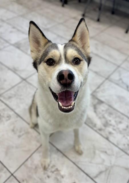 MARCUS, Adoptable, Young Male Siberian Husky & Mixed Breed.