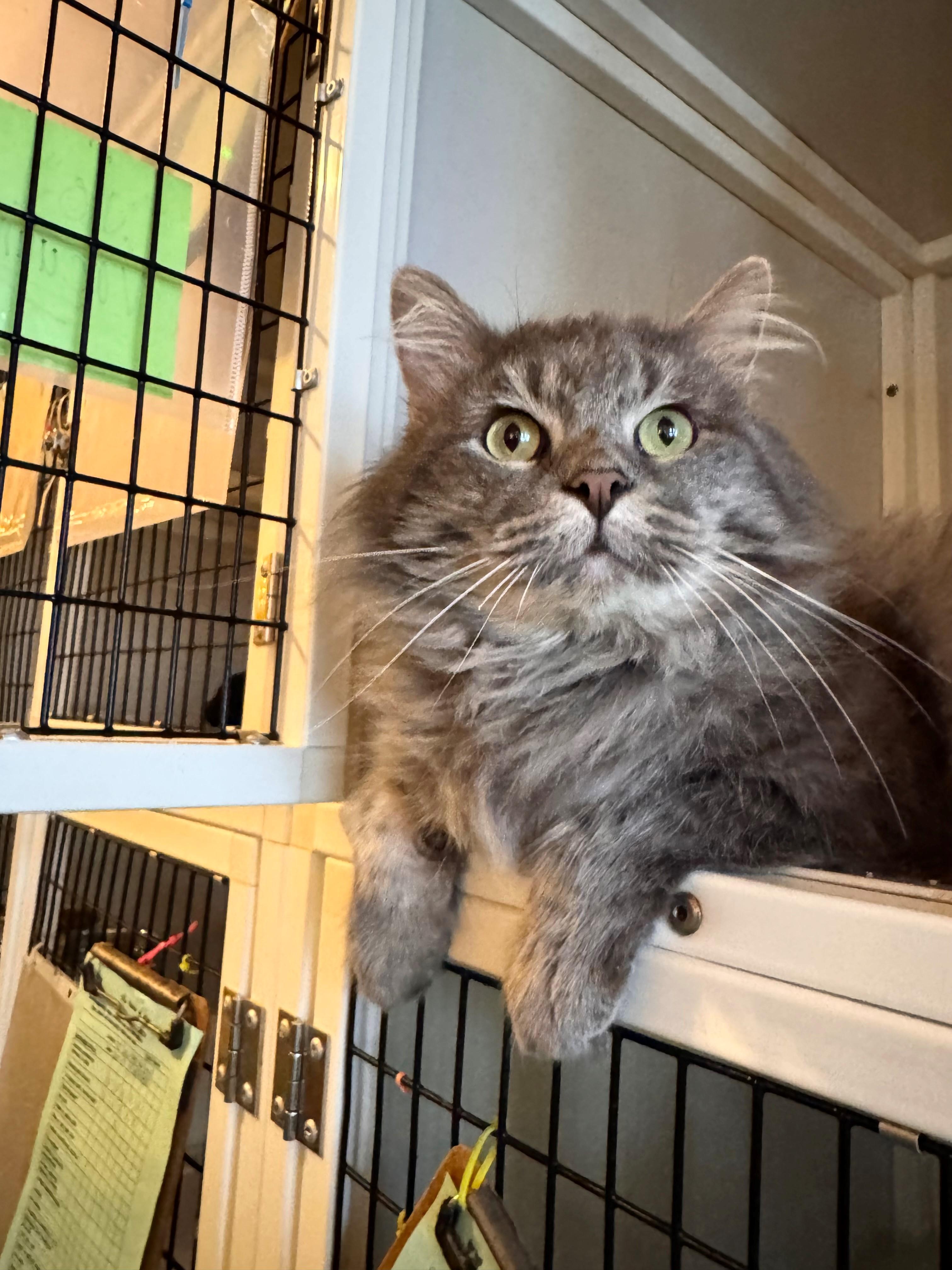 Enlarge Romeow, an adopted Domestic Long Hair in Memphis, TN image 1/3