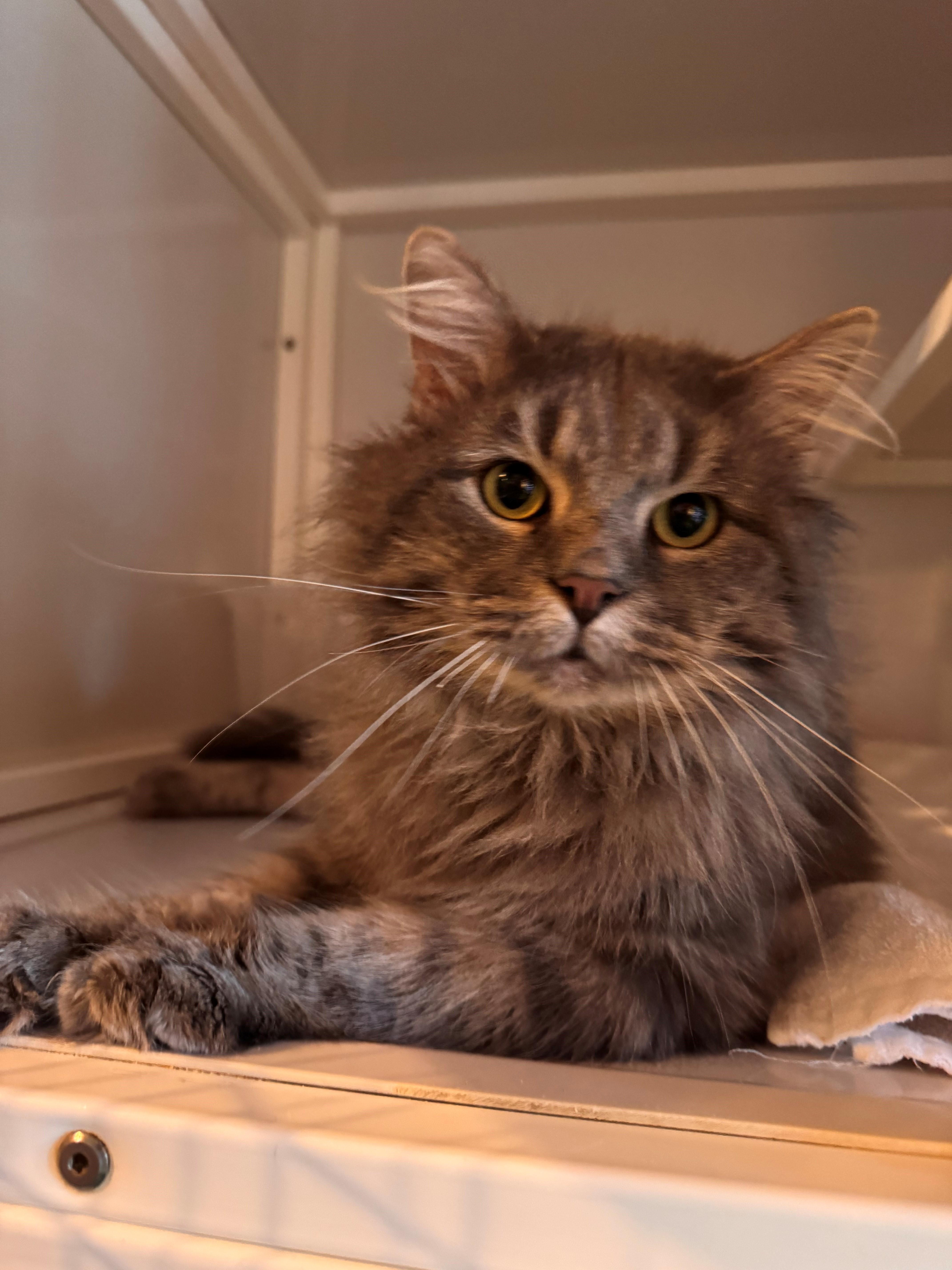 Enlarge Romeow, an adopted Domestic Long Hair in Memphis, TN image 3/3