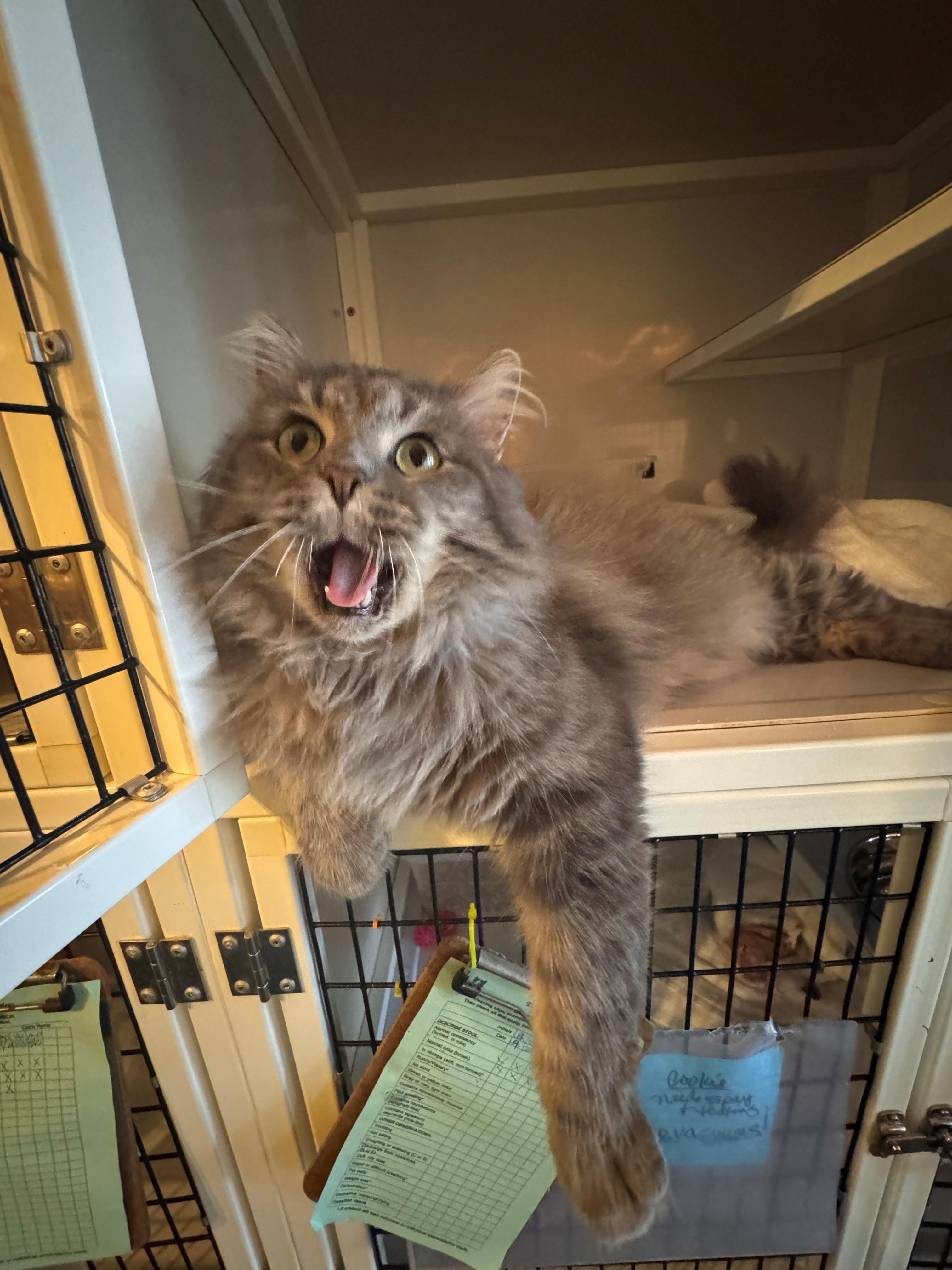 Enlarge Romeow, an adopted Domestic Long Hair in Memphis, TN image 2/3