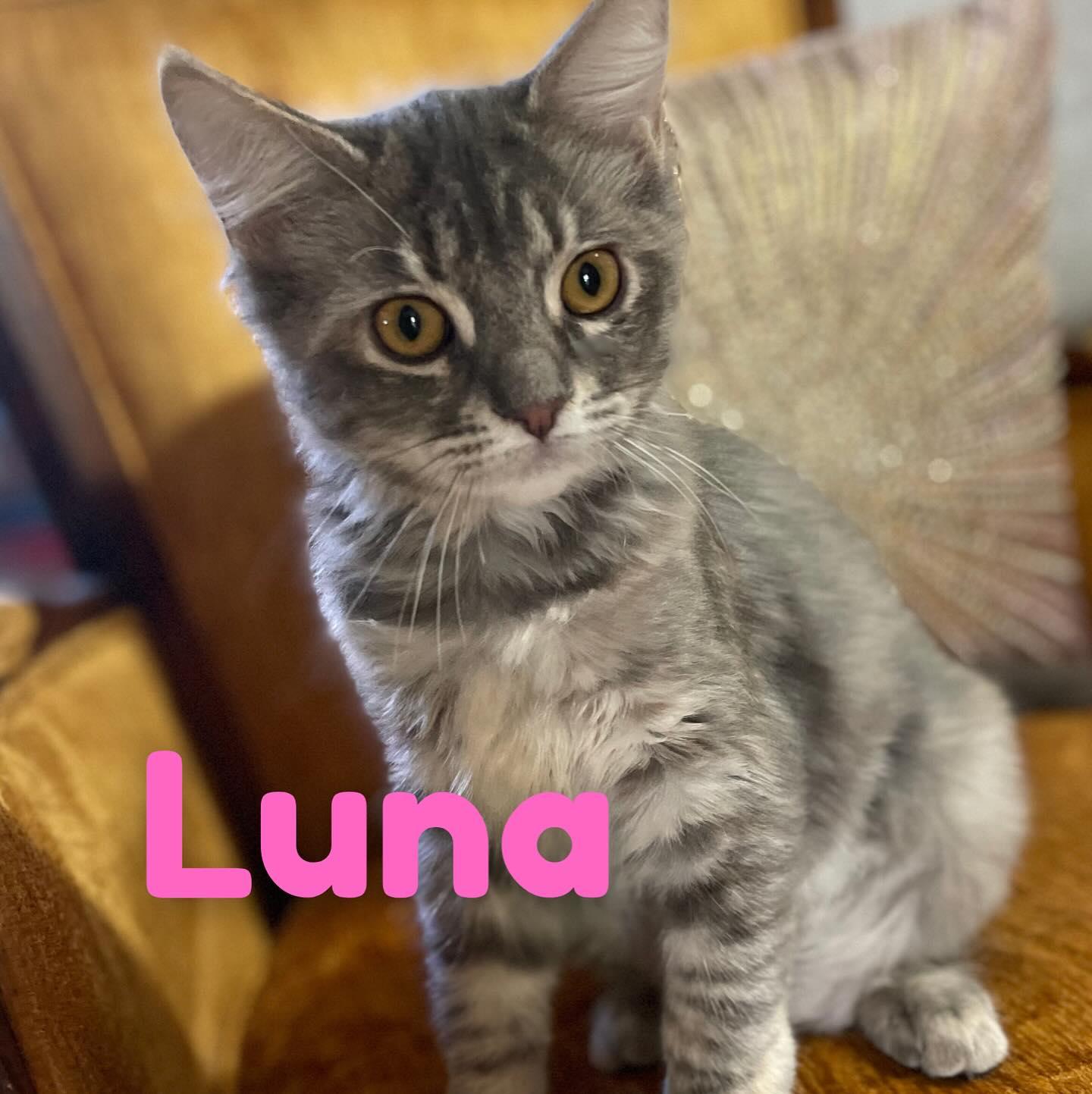Luna, a Adoptable mixed breed in Hollister, CA image 2/3