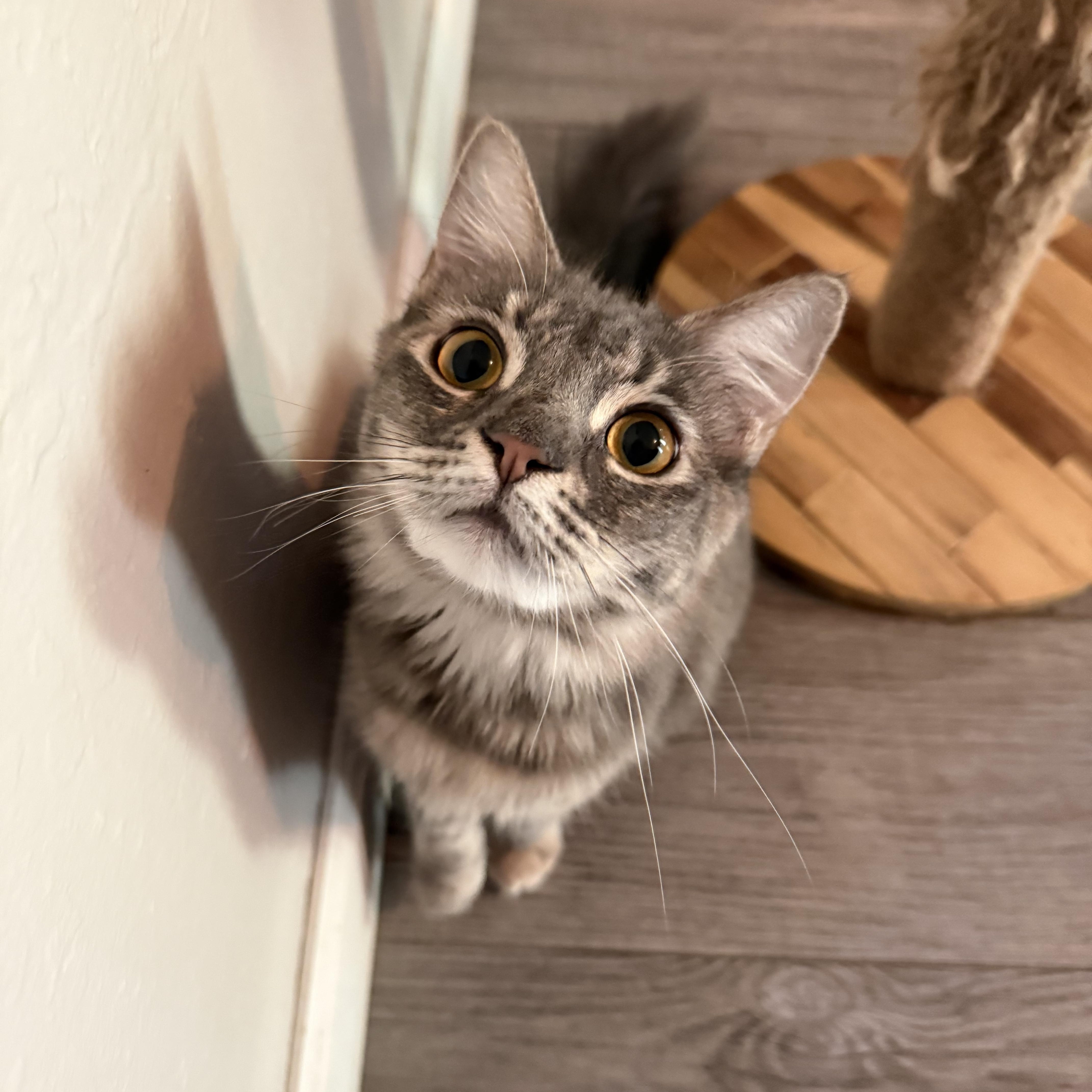 Luna, Adoptable, Kitten Female Domestic Long Hair & Maine Coon.