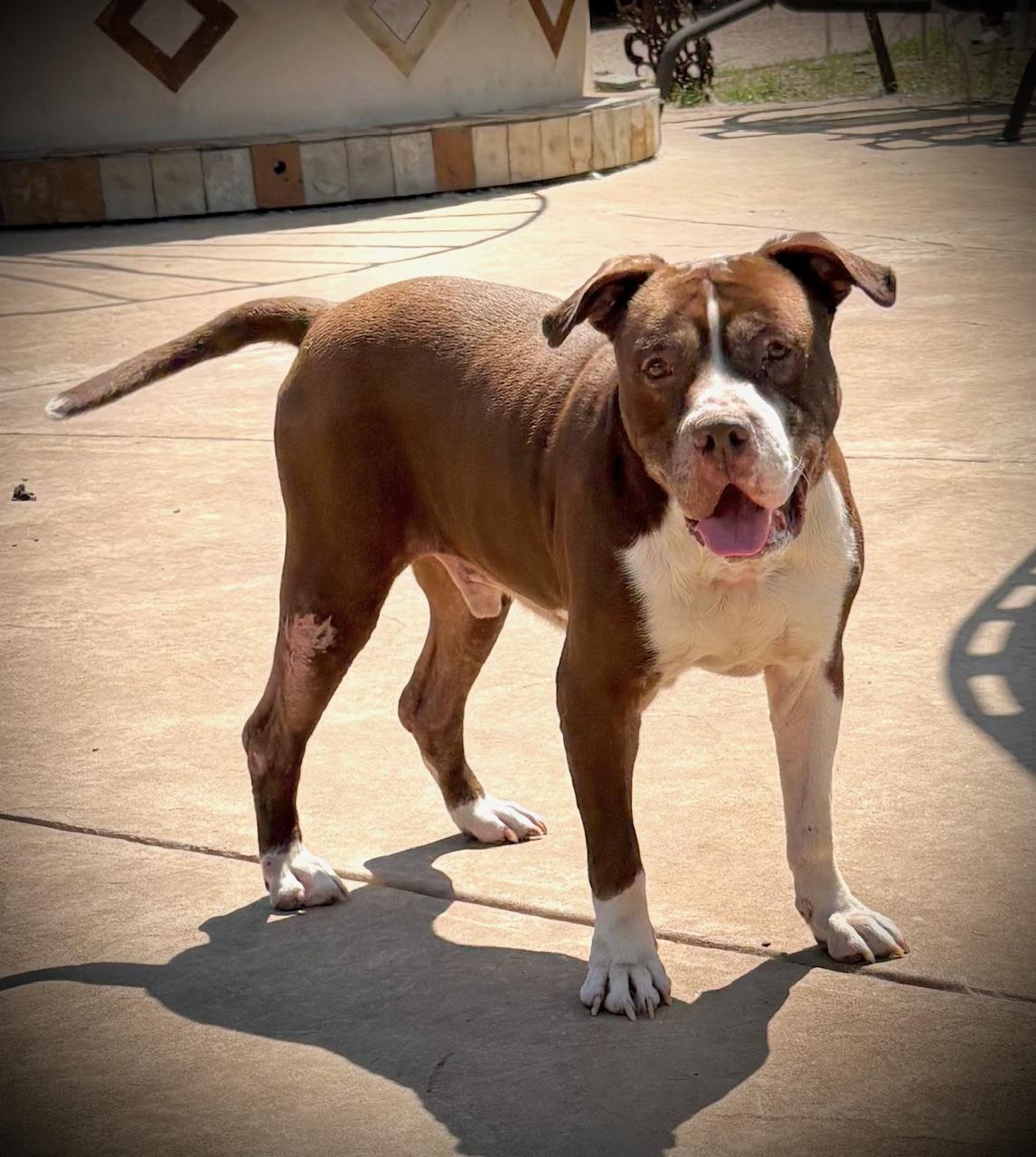 Enlarge Jeffery, a Adoptable mixed breed in Albert Lea, MN image 5/5